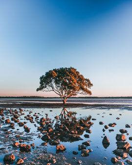 tree